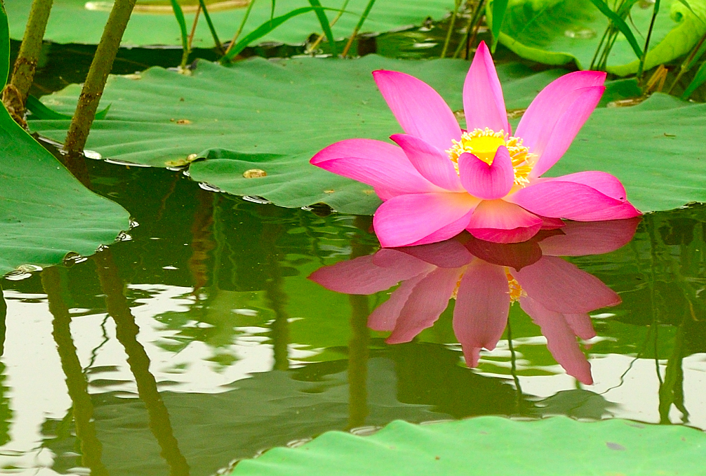 北湖荷