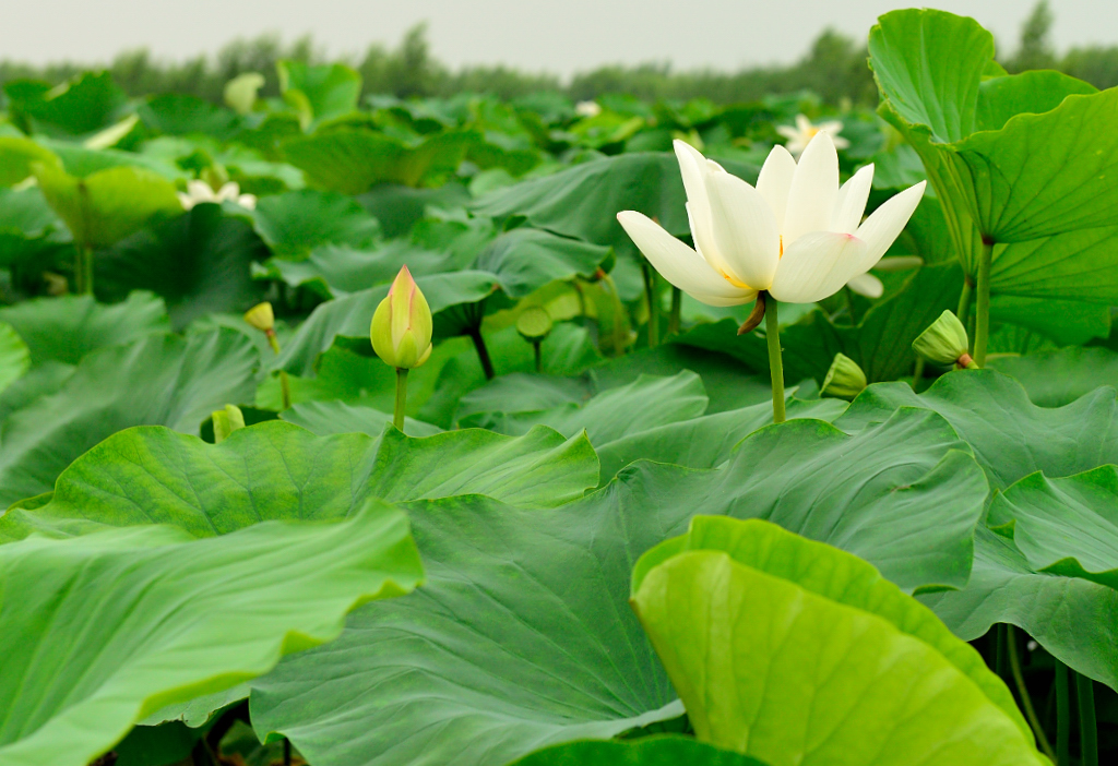 北湖荷
