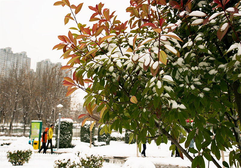 雪染的风采