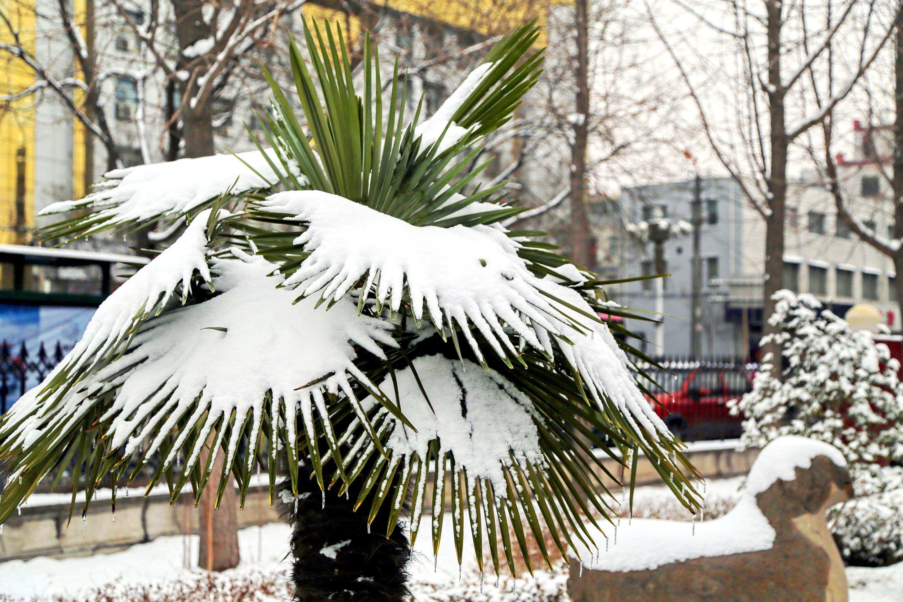 雪韵3.jpg