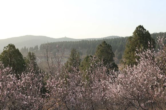 梁山桃花盛开