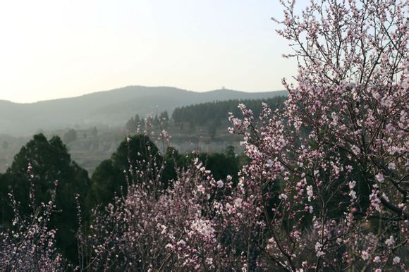 梁山桃花盛开