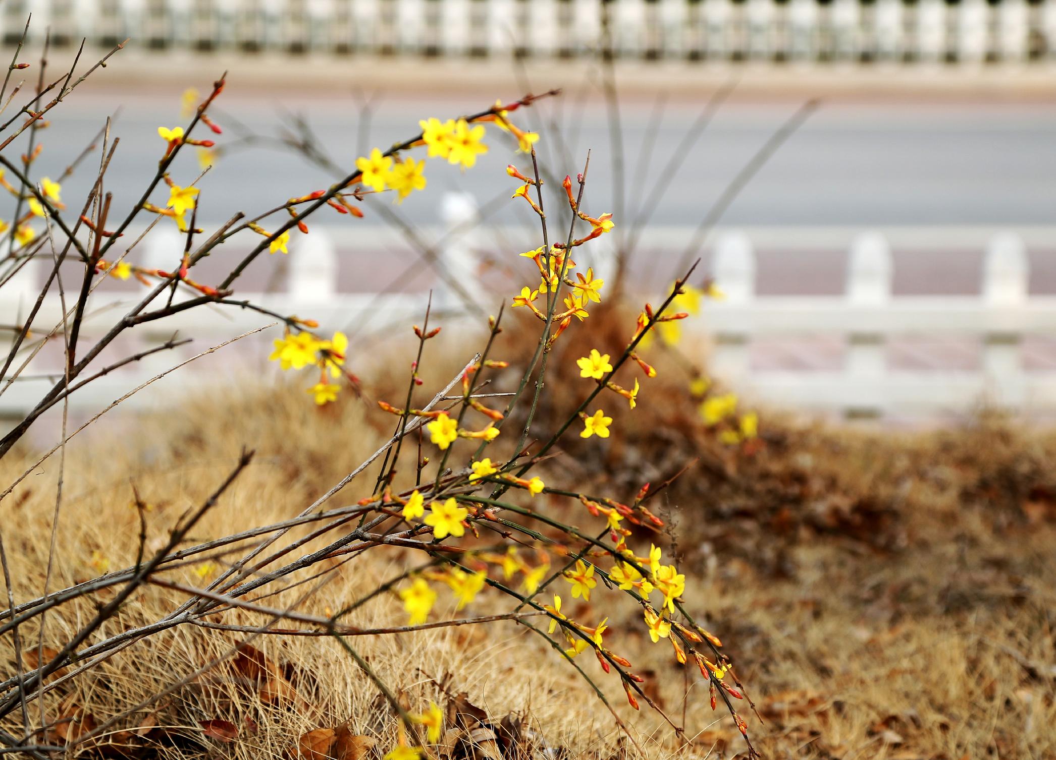 春花尚未灿烂时2.jpg