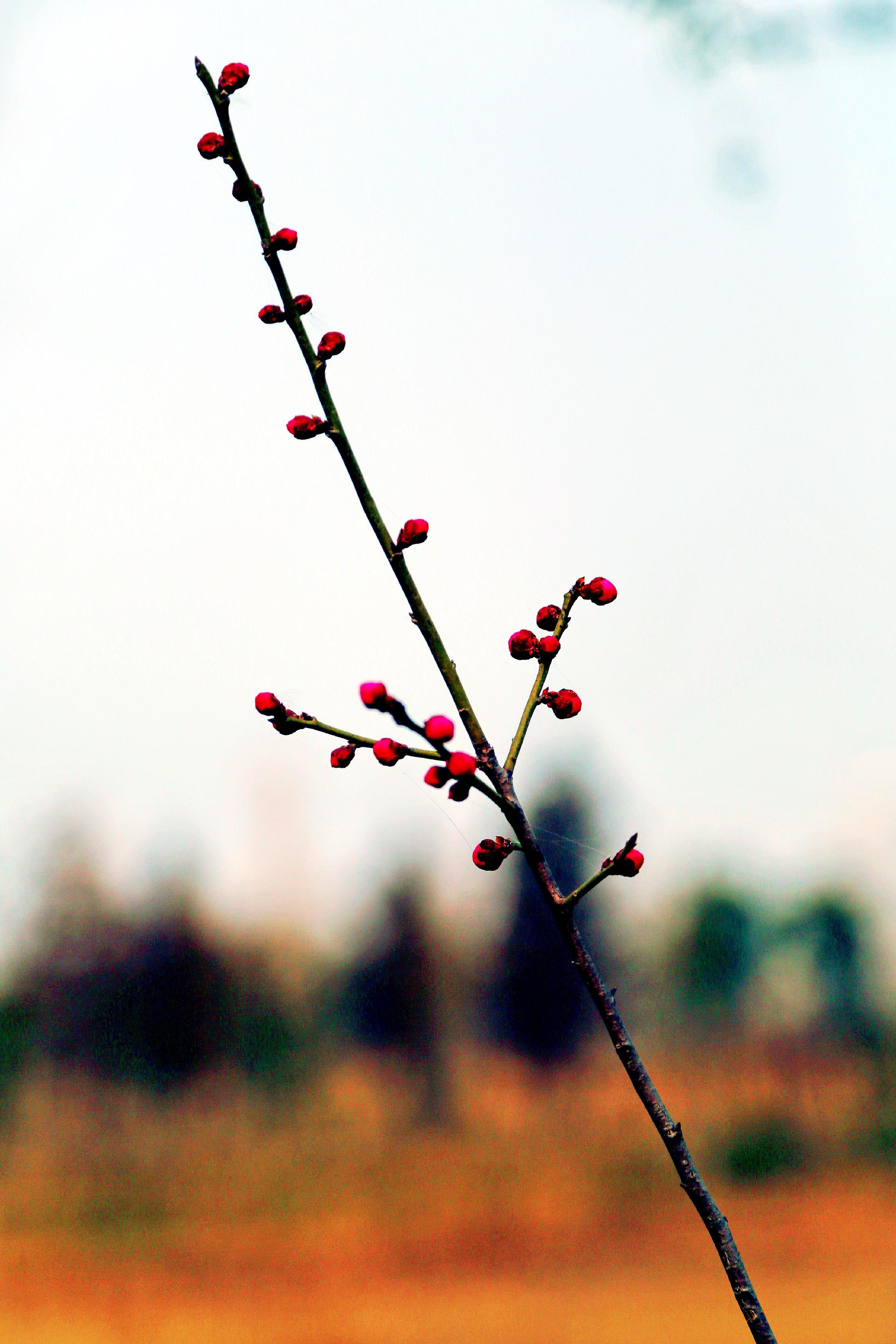 春花尚未灿烂时4.jpg
