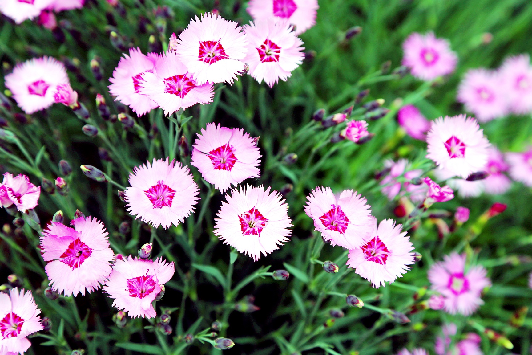 南池春花5.jpg