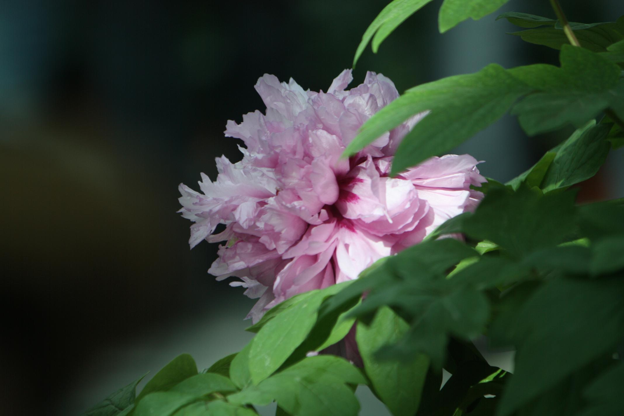 牡丹花色之美
