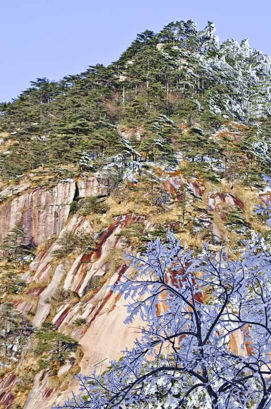 玉树琼枝[黄山]
