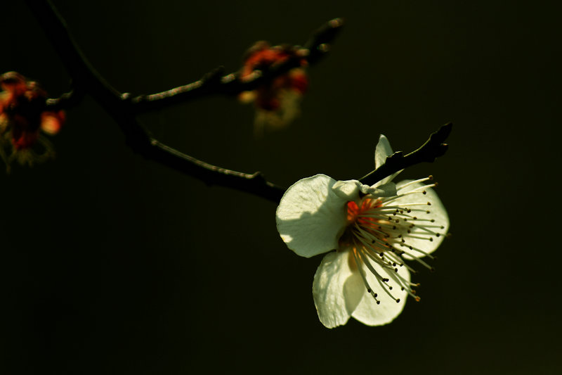 IMG_6156.JPG