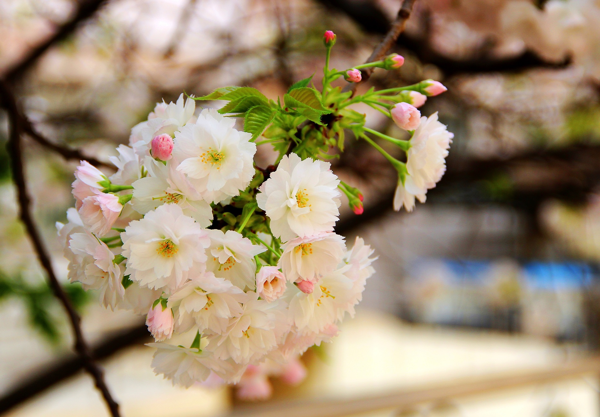 IMG_0685_conew1.jpg
