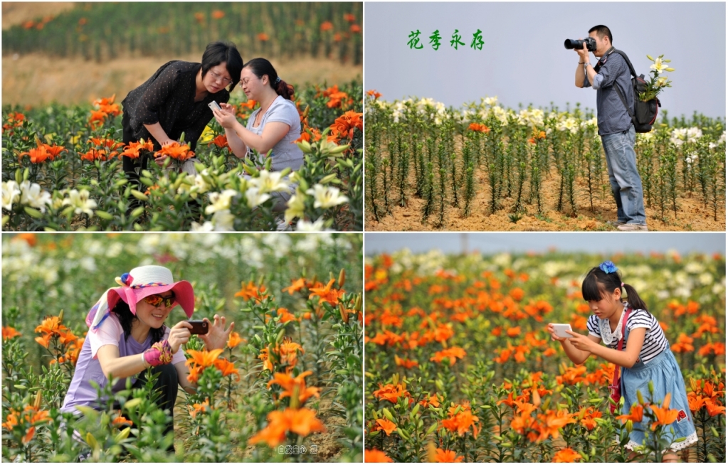33花季永存  小图.jpg