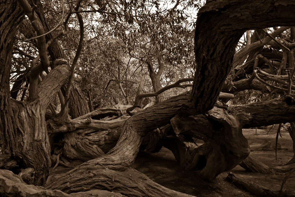 DSC_0097.jpg