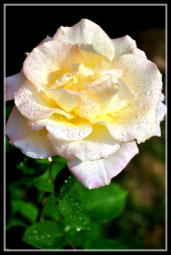 DSC_0242.jpg