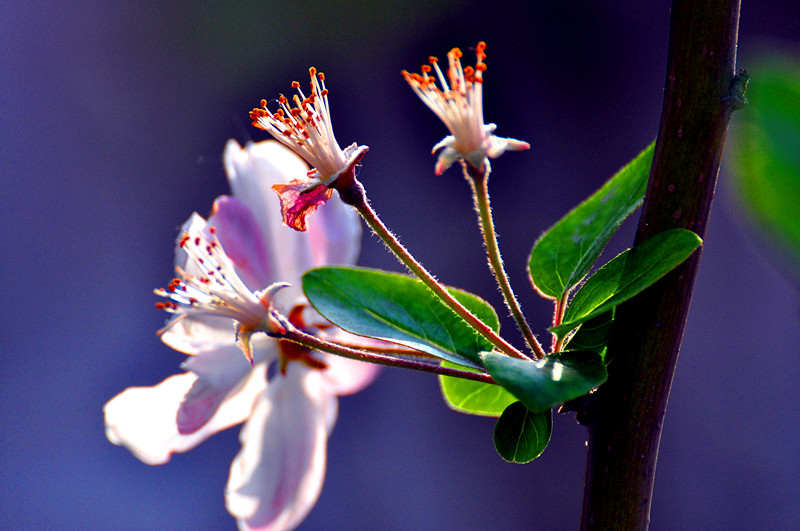 DSC_0066.jpg