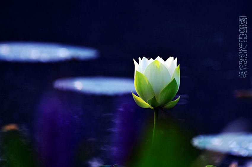 白荷.jpg