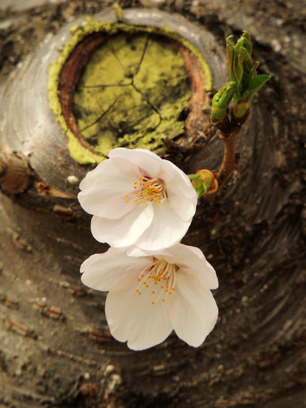 DSCN8178.JPG