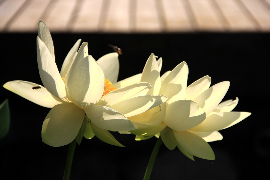 IMG_7645.JPG
