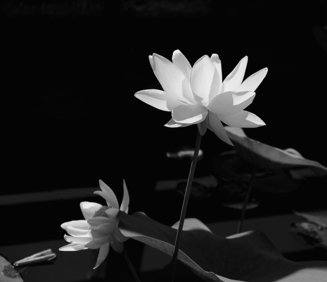 IMG_7650.JPG