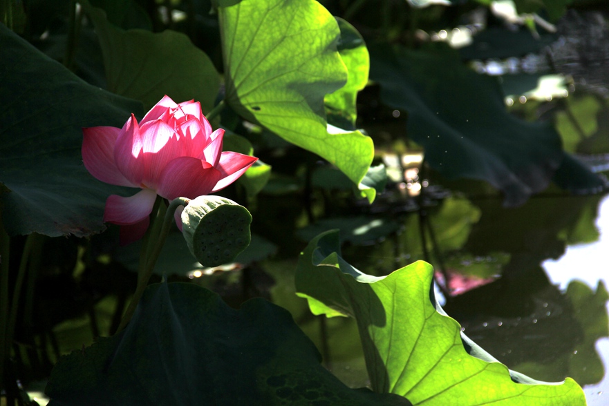 IMG_7684.JPG