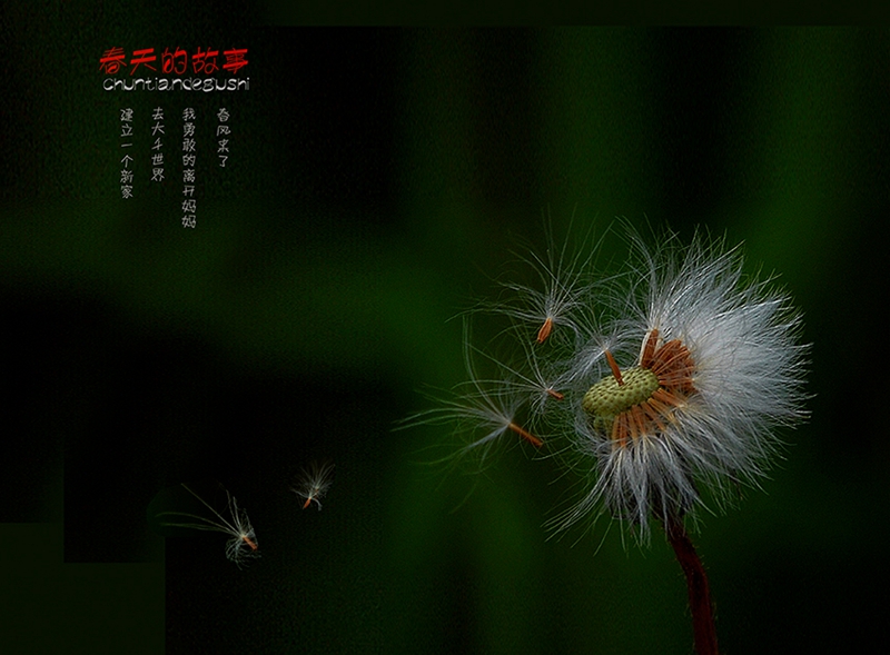 春天的故事 小图.jpg