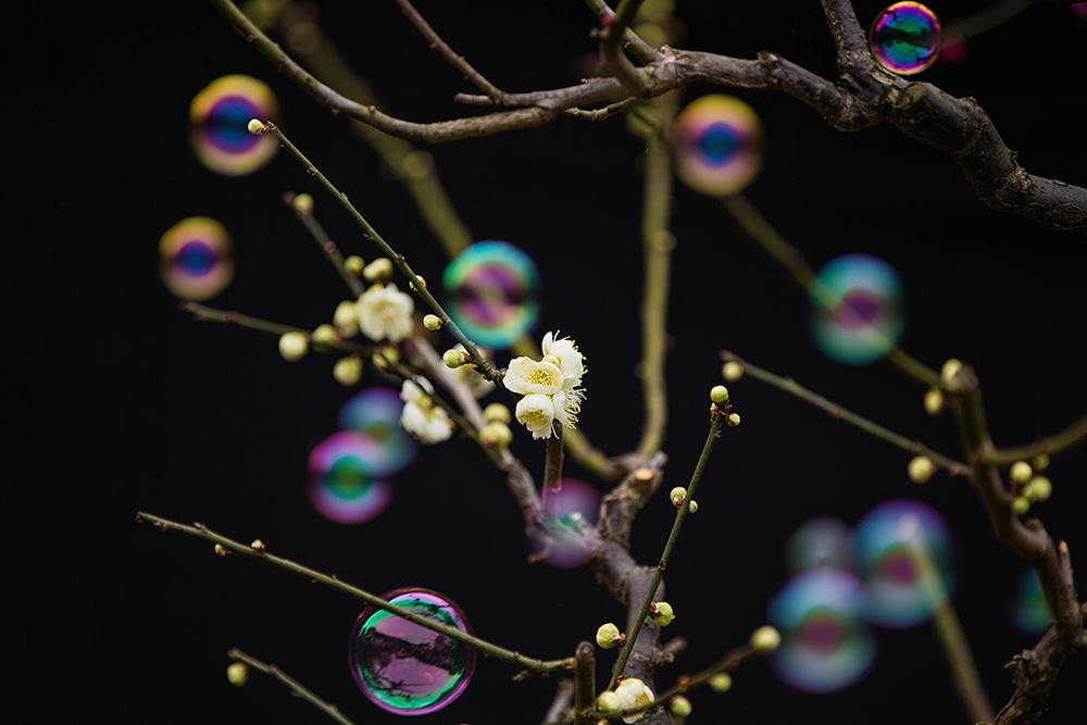 梅花