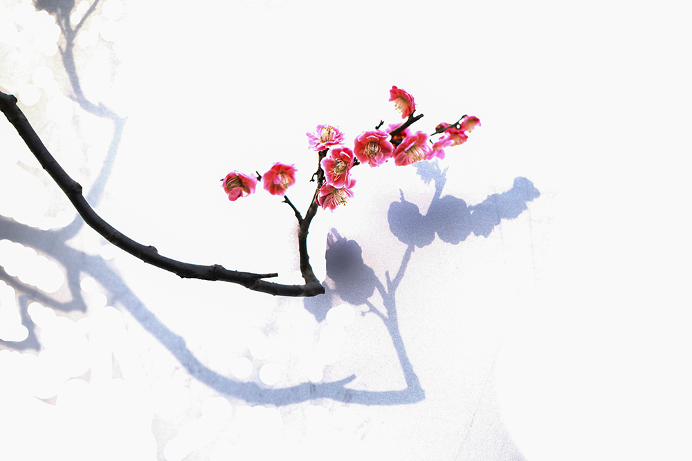 梅花