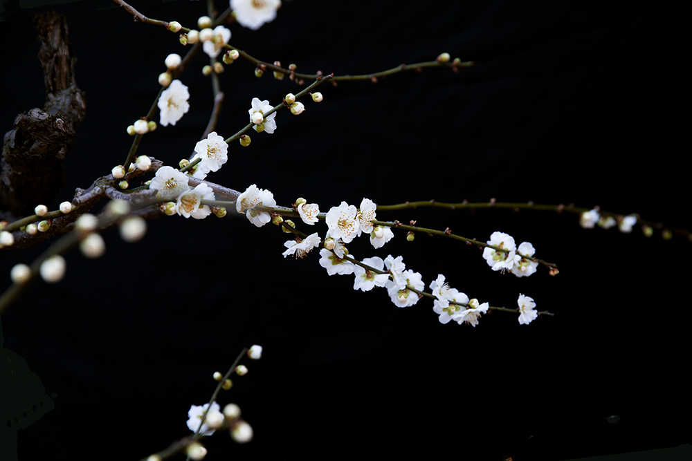 梅花