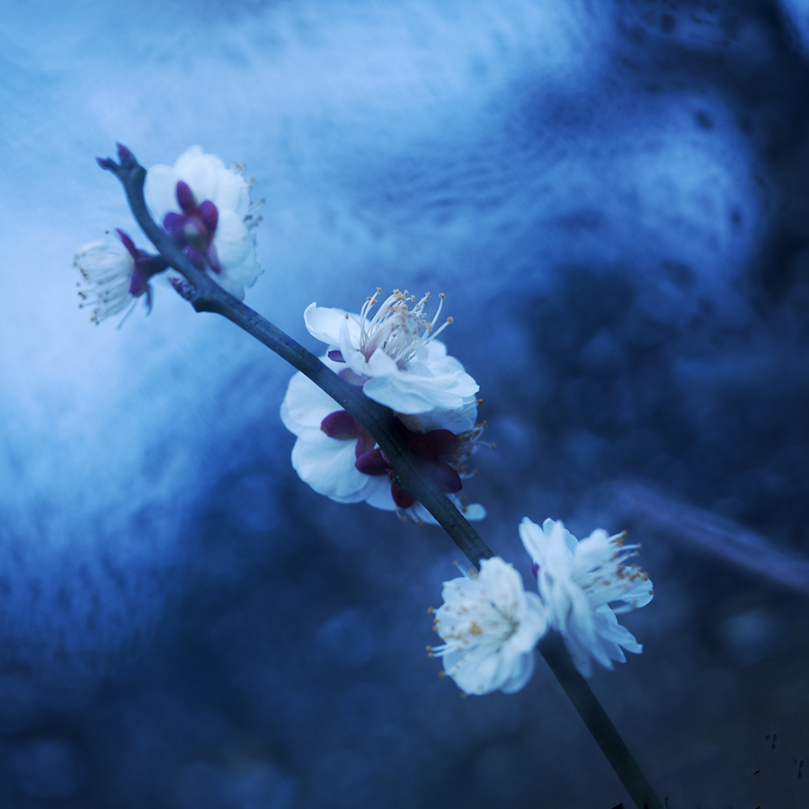 梅花