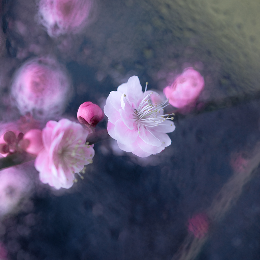 梅花