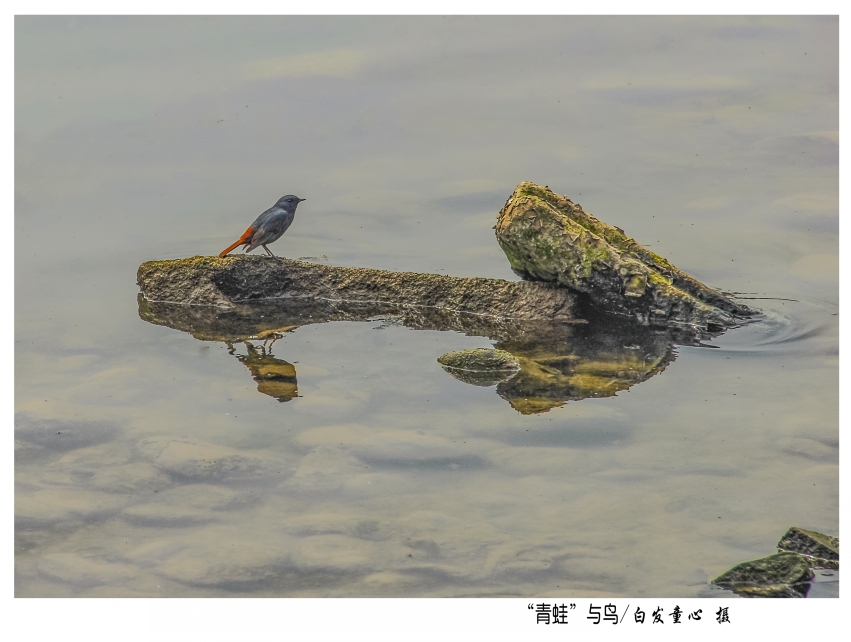 青蛙与鸟_conew1.jpg