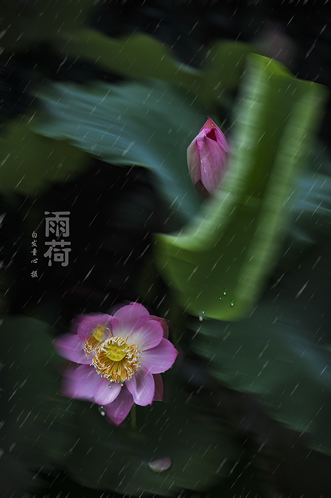 DSC_8863_1雨荷-小图.jpg