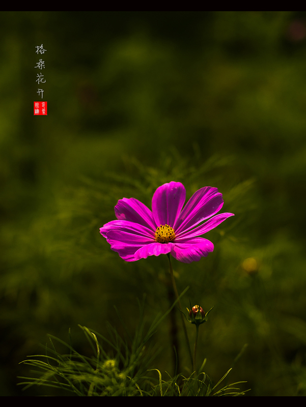 CE2A7930.jpg