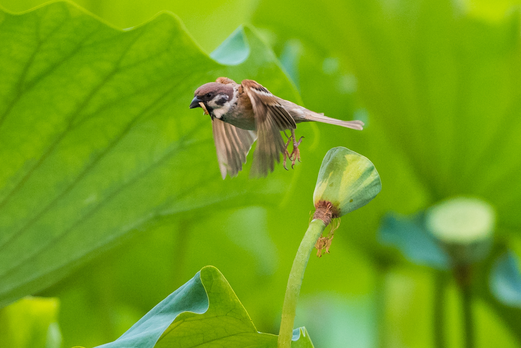 DSC_9970-1.jpg