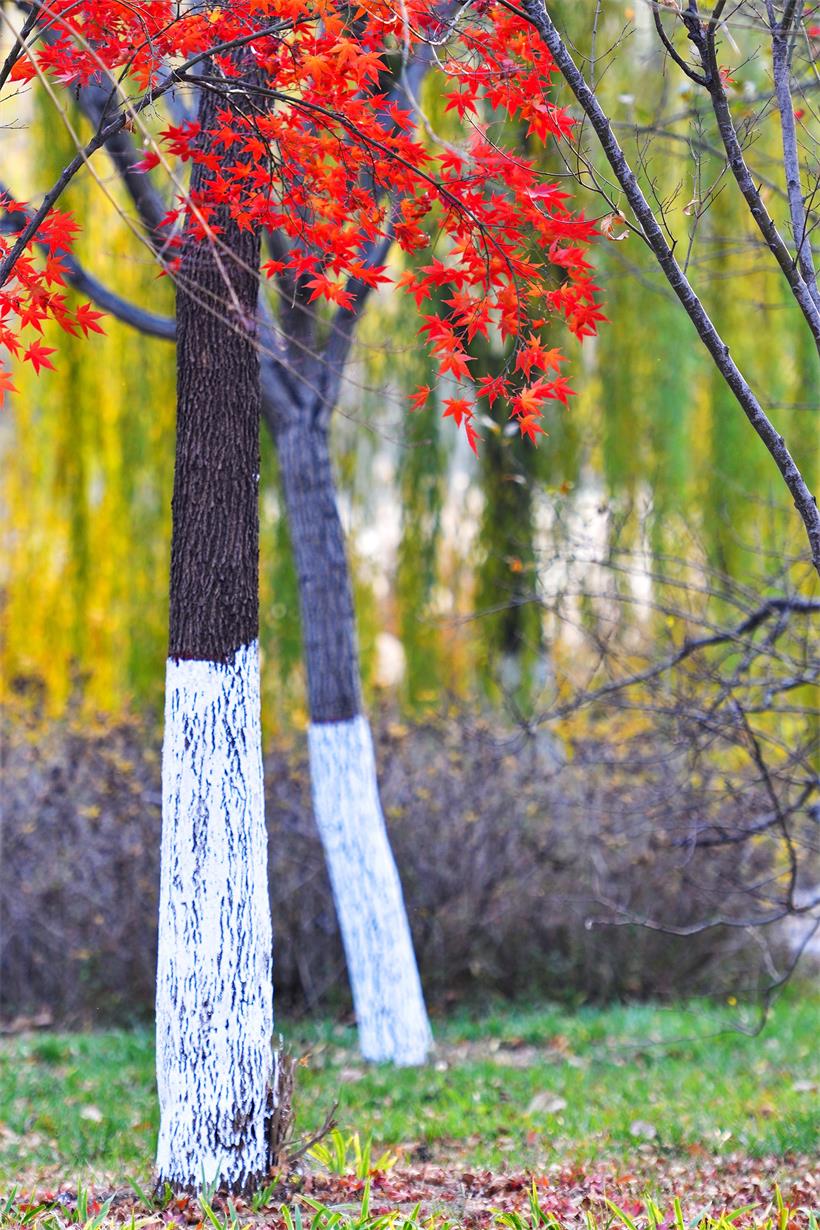 DSC_6530.jpg