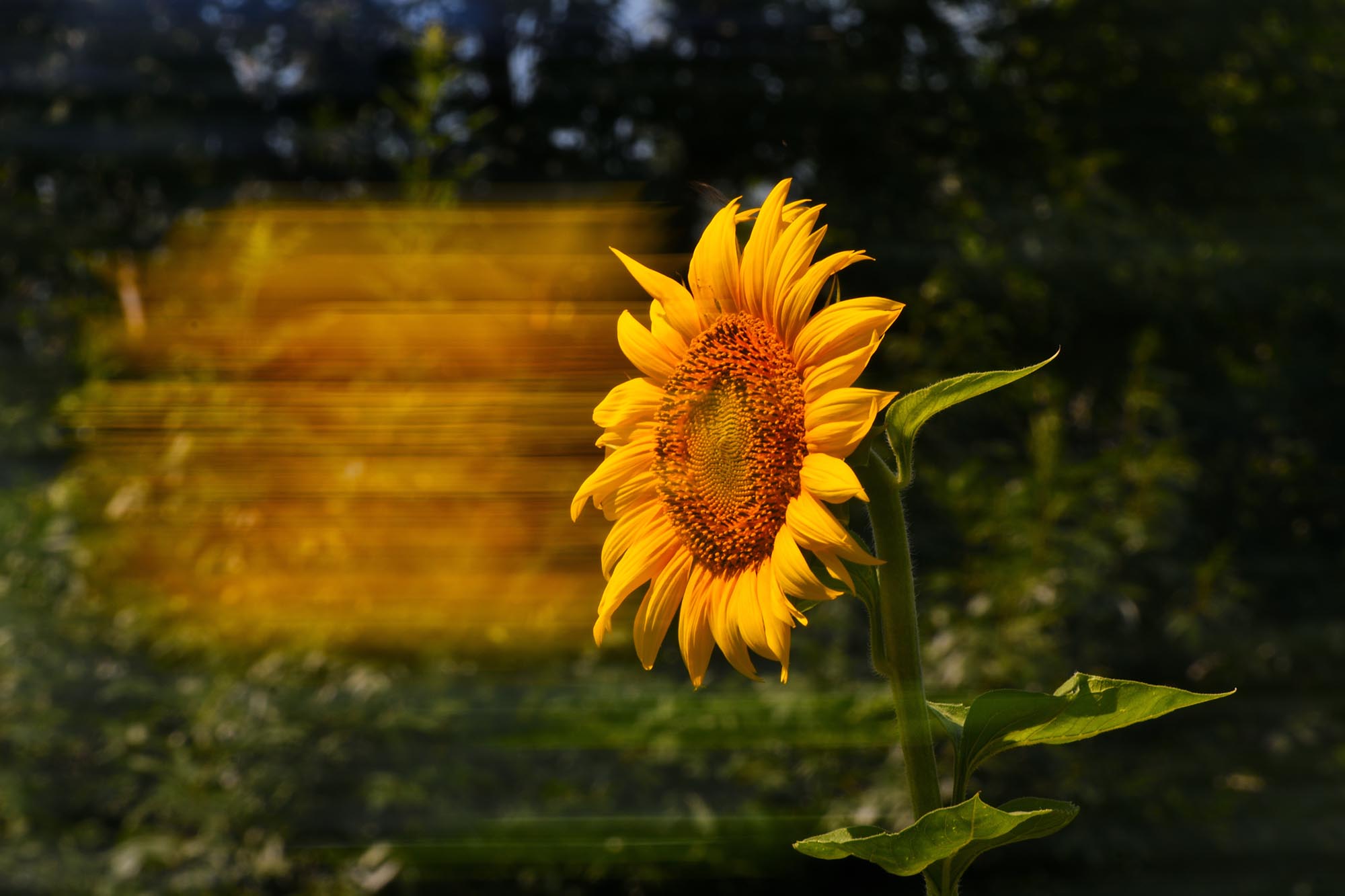 DSC_9528.jpg