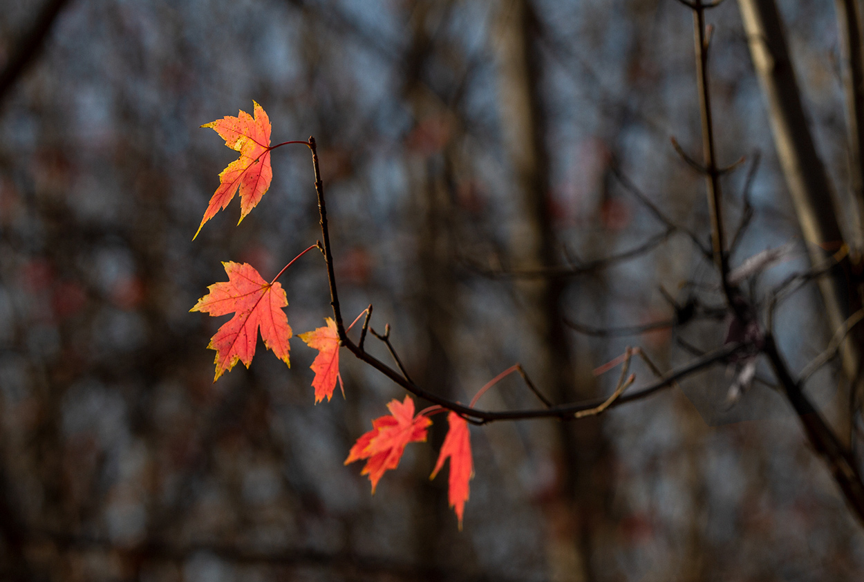 IMG_4276.jpg