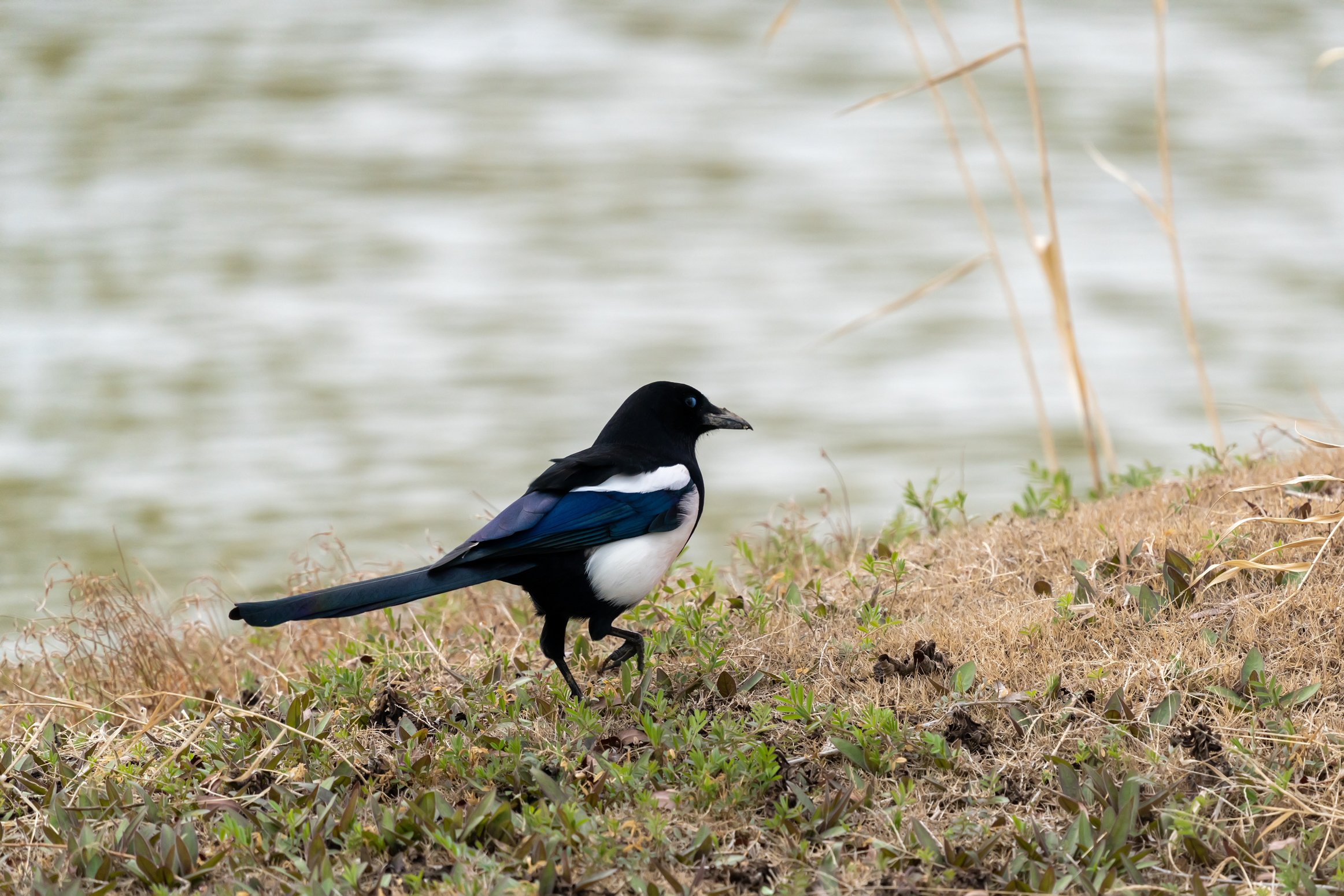 发布DSC04302-3.jpg