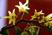 石斛花开