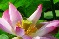 练习（荷）