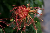 菊韵