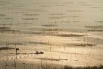 金稻满车  振兴有辙