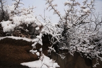 瑞雪俏枝头--摄影：（杨树林记忆.王宪金）