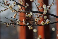 梅