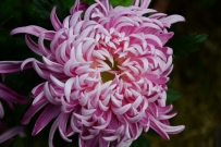 菊花艳