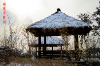 踏雪寻梅