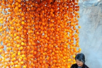 好柿连连