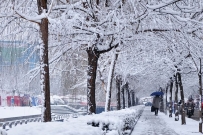 春雪如花，雪景如画