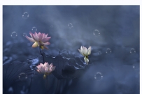 【原创】瑶池莲舞