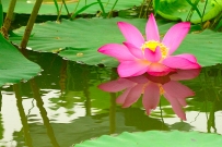 北湖荷