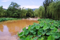 北京植物园美景