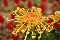 蓼沟河菊花展